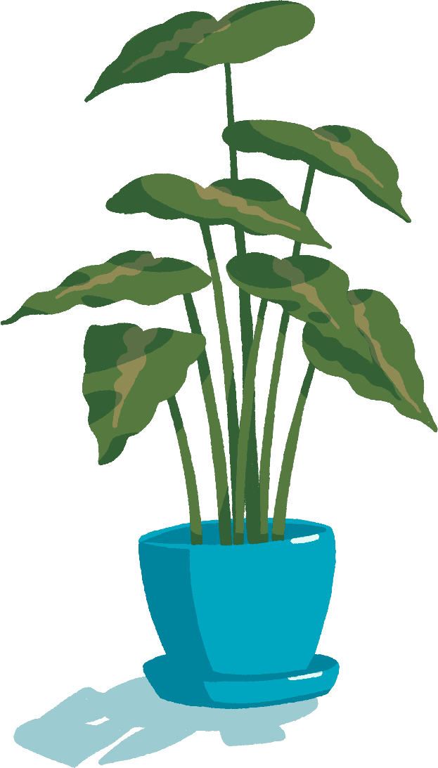 illustration of plant
