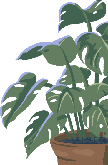 image of a plant