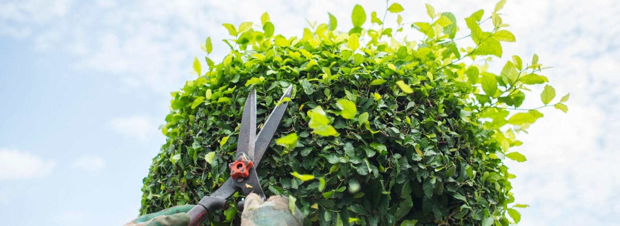 Hedge trimmers on plant