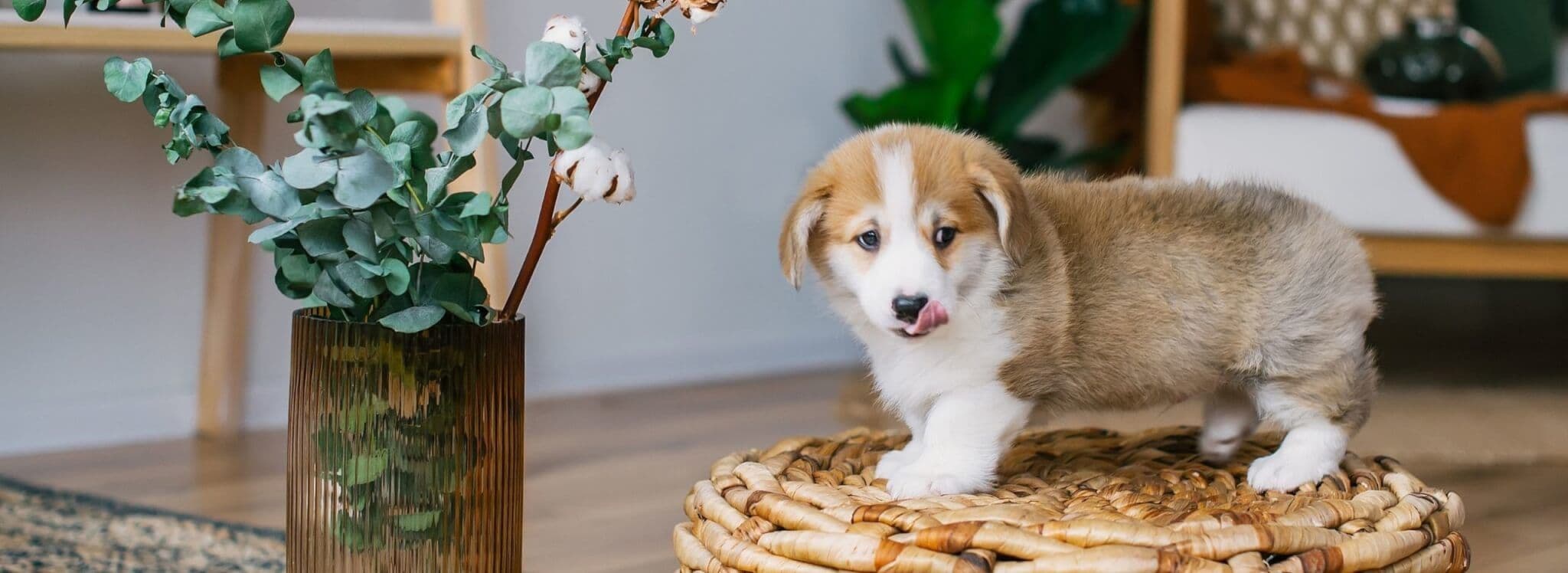 puppy in living room